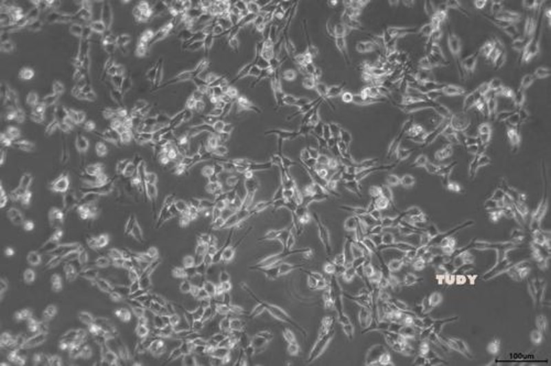 生物科技的魅力——以桂林为例探索生物科技的应用与发展